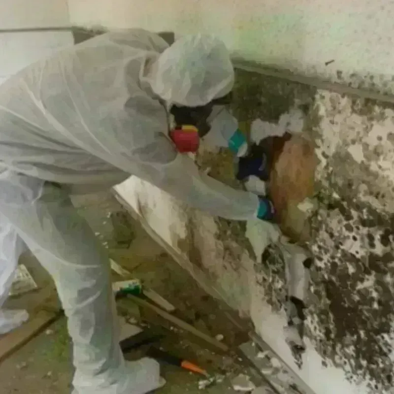 Mold Remediation and Removal in Piermont, NY